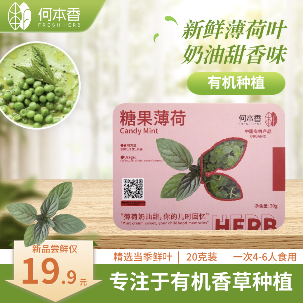 食用糖果薄荷鲜叶