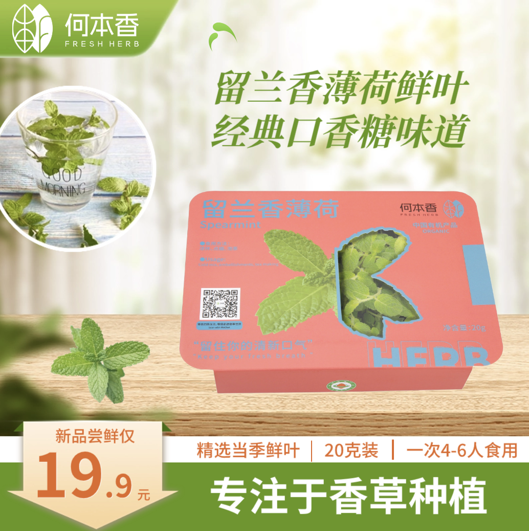 食用留兰香薄荷鲜叶