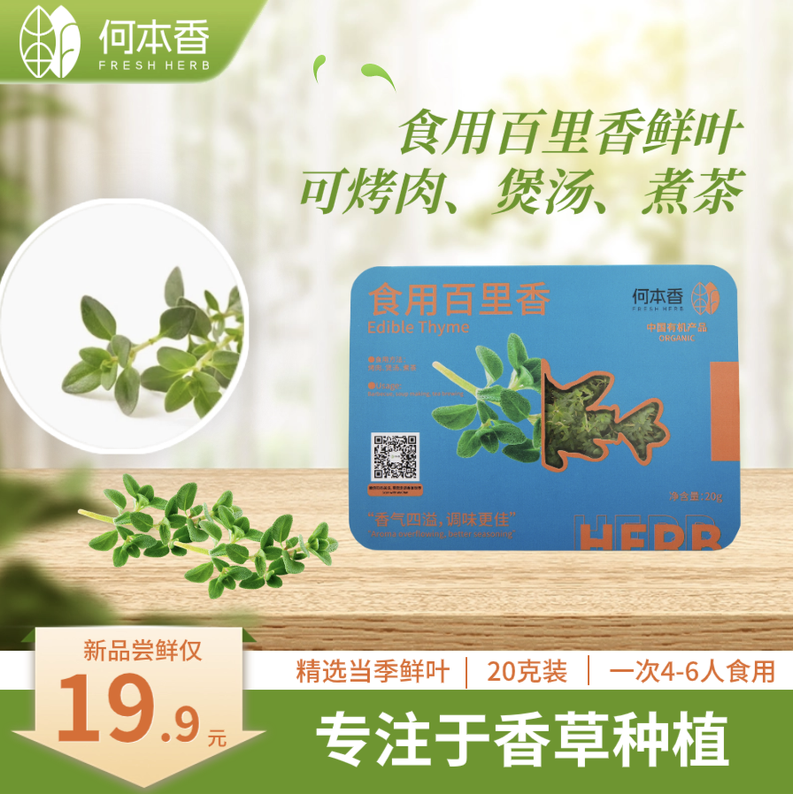 食用百里香鲜叶