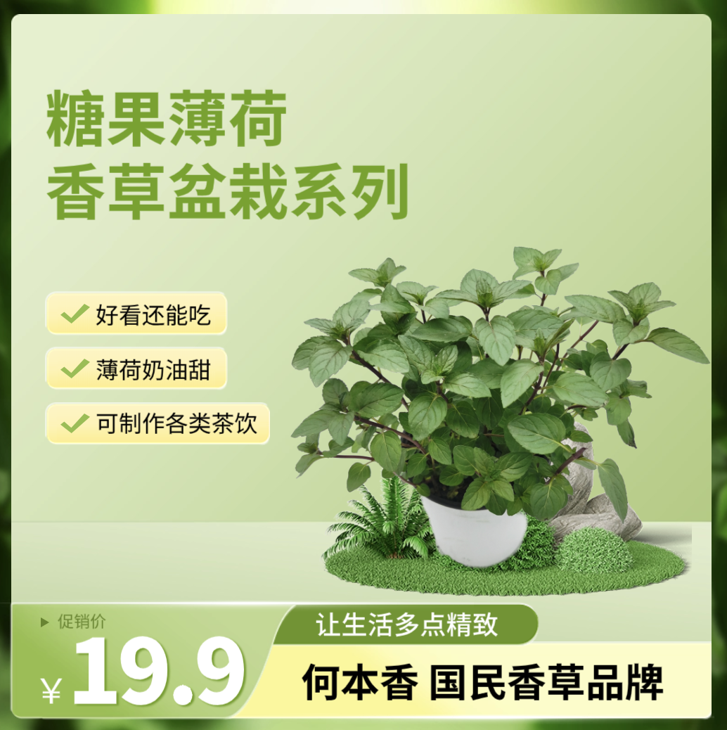 糖果薄荷盆栽