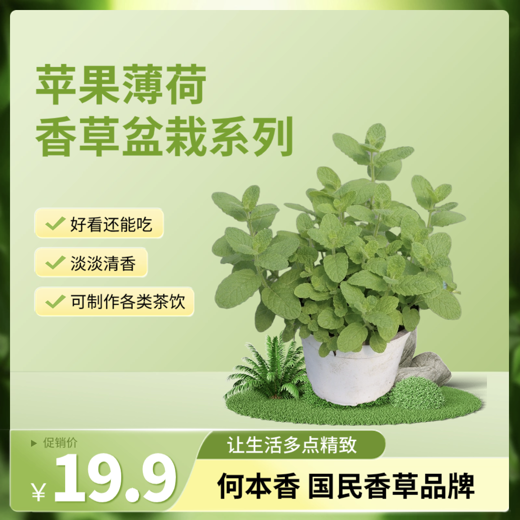 苹果薄荷盆栽