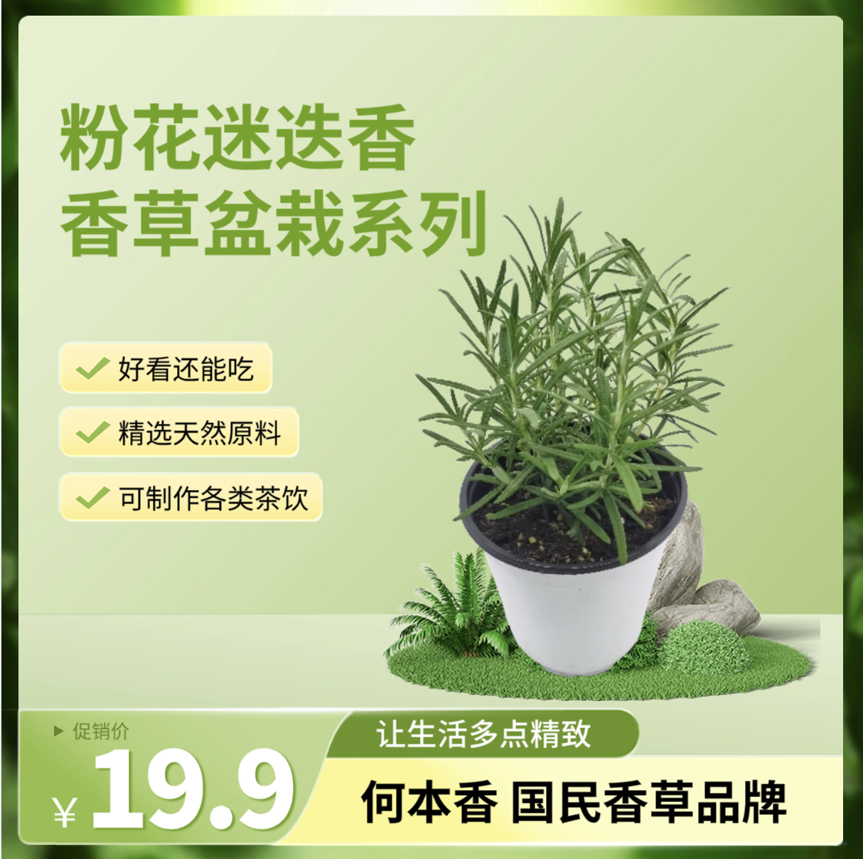 粉花迷迭香盆栽