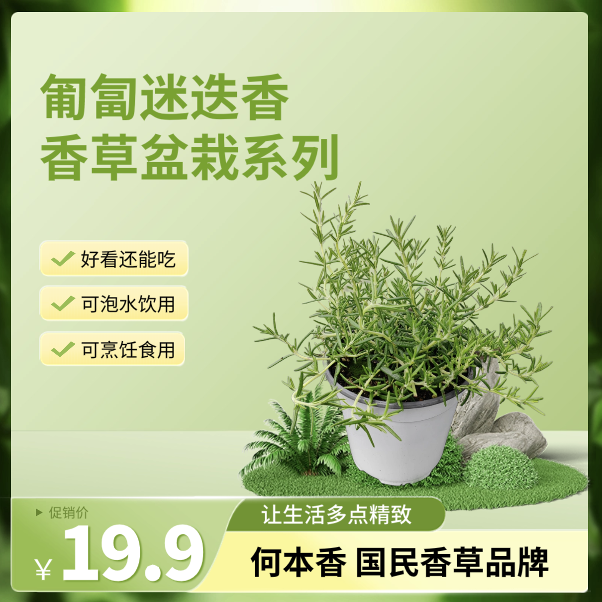 匍匐迷迭香盆栽