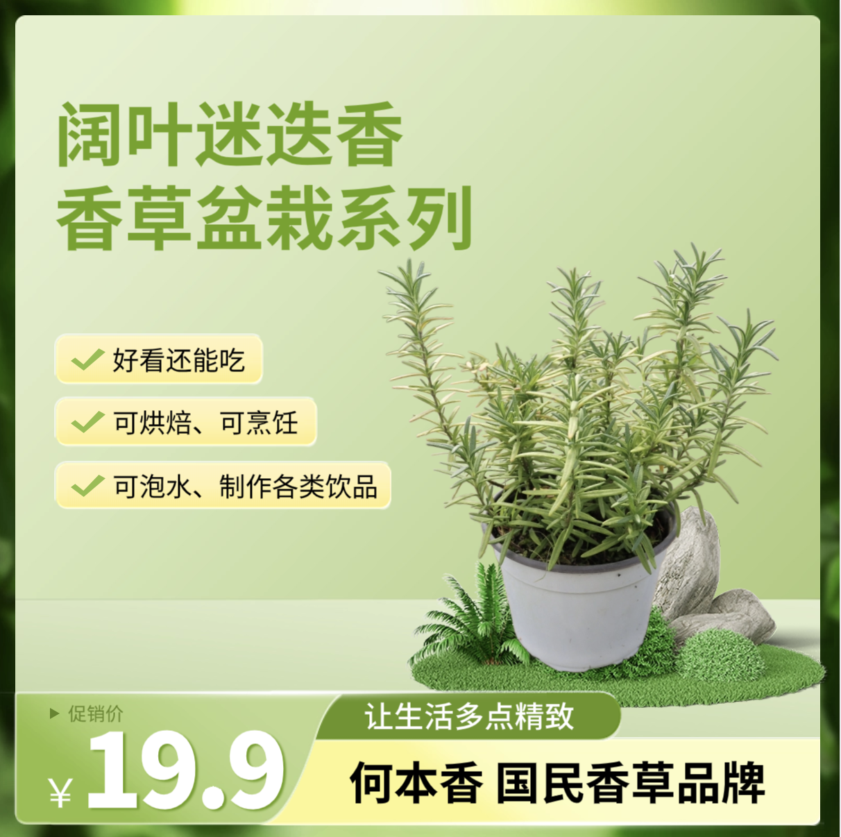 阔叶迷迭香盆栽