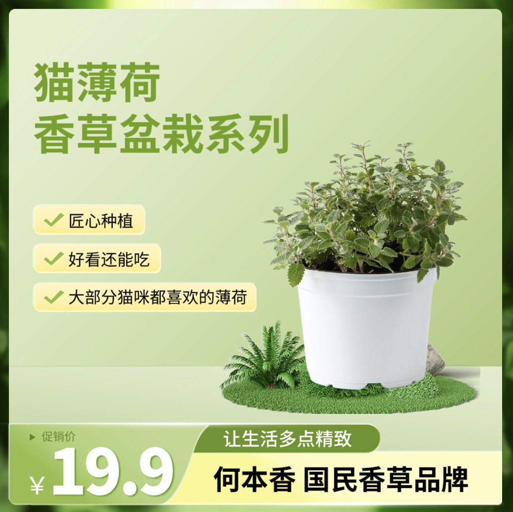 猫薄荷盆栽